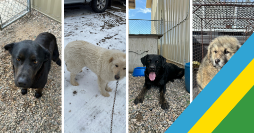 CSP NEWS Bylaw Bulletin-Dog Control 202504