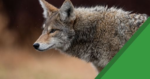 News Header - CSP Predator Management 20260203