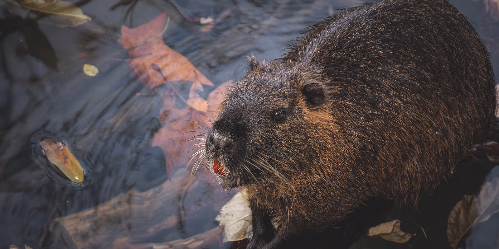 Beaver Reduction Incentive Program